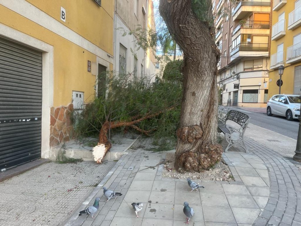 El fuerte viento causa la caída de una rama en Elda El fuerte viento causa la caída de una rama en Elda