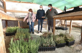 Petrer repartir&aacute; 470 plantones este fin de semana con motivo del D&iacute;a del &Aacute;rbol
