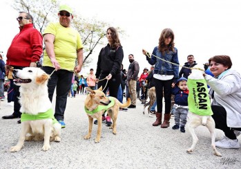 "Ap&eacute;rrate, ad&oacute;ptame", en busca de un hogar para las mascotas de Elda
