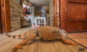 Wendy, la iguana m&aacute;s famosa de Petrer