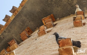 Llegan las cajas nido a diferentes enclaves de la ciudad para proporcionar refugio a aves y murci&eacute;lagos