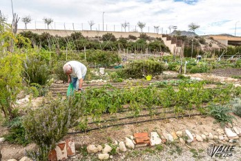 Medio Ambiente adec&uacute;a los Huertos Urbanos Municipales