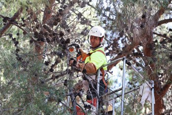 La Concejal&iacute;a de Mantenimiento inicia la inspecci&oacute;n del arbolado de la ciudad para prevenir la ca&iacute;da de ramas