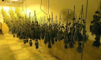 La Polic&iacute;a Local de Elda desmantela un secadero de plantas de marihuana en el barrio Fraternidad