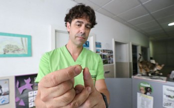 Alerta por las salchichas con clavos para matar perros que aparecen en Petrer