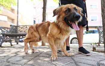 Zeus, el pastor alem&aacute;n con enanismo, busca due&ntilde;o