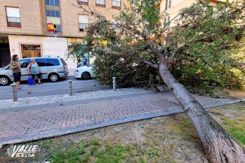 La ca&iacute;da de un &aacute;rbol obliga a cortar una c&eacute;ntrica calle de Elda