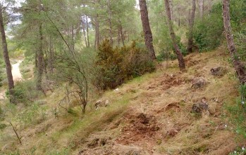 Replantan 80 carrascas en la umbr&iacute;a de Camara