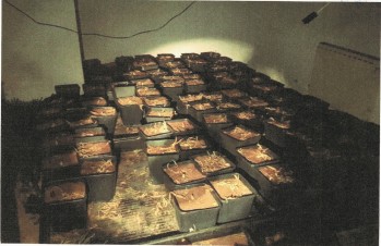 La Polic&iacute;a Local desmantela un gran secadero de marihuana en un chal&eacute; del barrio Ciudad Vergel