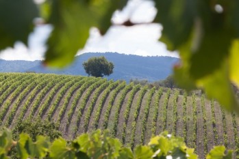 Italia y el vino (1&ordf; parte)