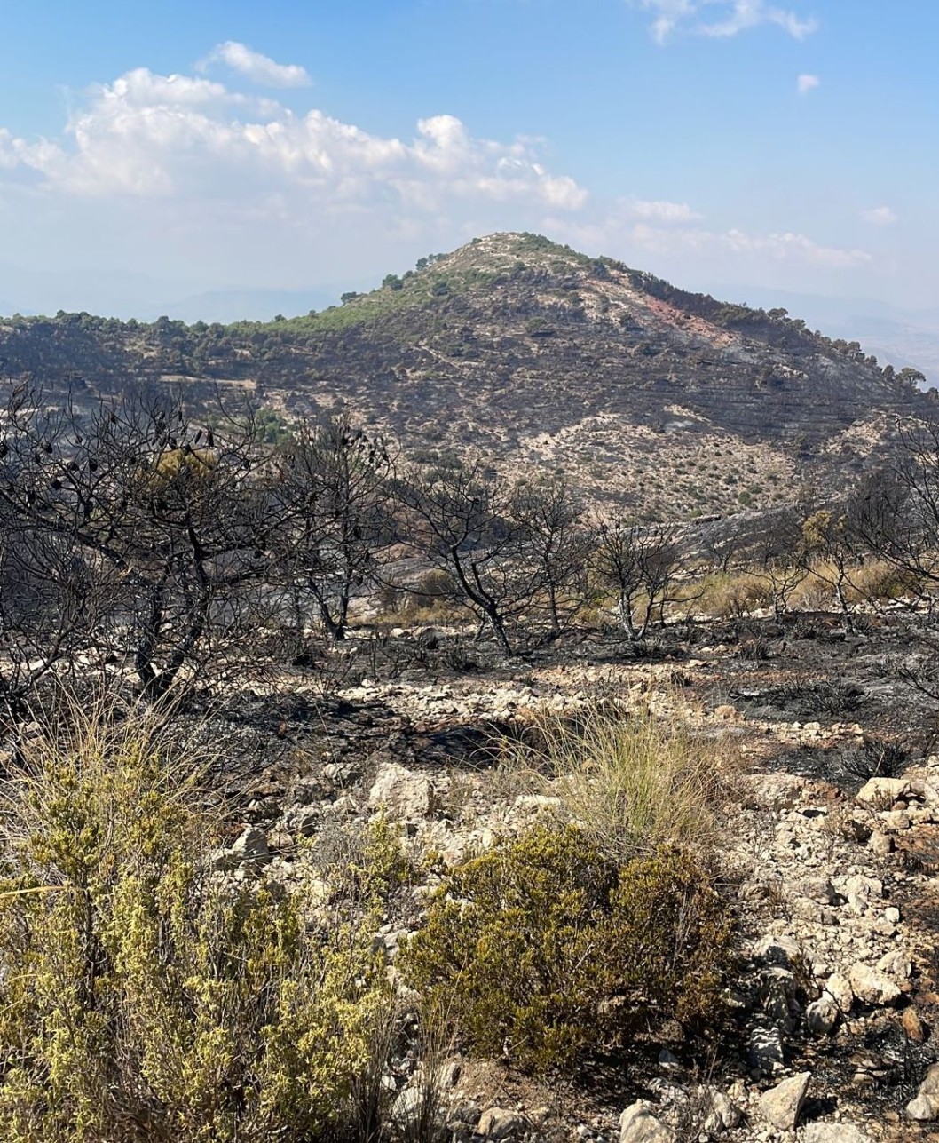 Investigan a un hombre como presunto responsable del incendio en Petrer Investigan a un hombre como presunto responsable del incendio en Petrer