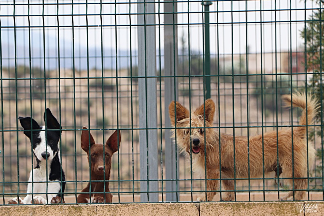 El abandono de animales en verano sigue aumentando