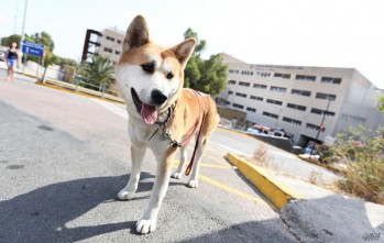 Maya, la fiel perra que lleva tres d&iacute;as a las puertas del hospital esperando el alta de su due&ntilde;a