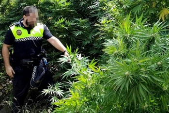 Incautan en una vivienda deshabitada de Elda 18 plantas de marihuana