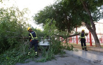 Una gran rama cae sobre unos veh&iacute;culos y corta dos calles en El Cocoliche