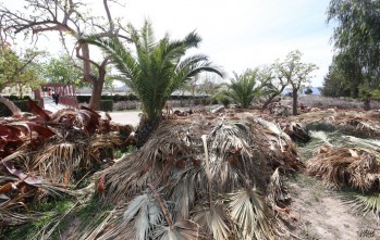 Denuncian que los restos de poda en Elda se abandonan en los Jardines del Vinalop&oacute;