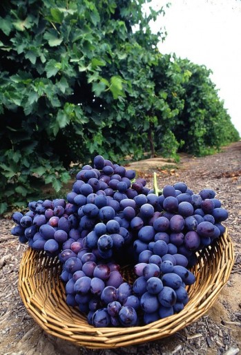Uvas aut&oacute;ctonas cultivadas en Espa&ntilde;a (1)