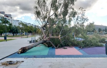 El viento provoca numerosos incidentes en Elda y Petrer