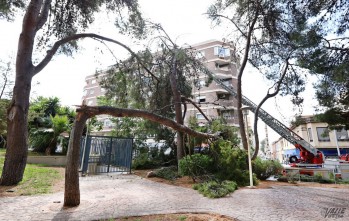 Elda revisar&aacute; con urgencia el arbolado