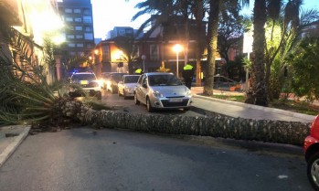 El viento provoca la ca&iacute;da de una palmera de la plaza Prosperidad