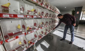 El Museo del Calzado acoge la 23&ordf; edici&oacute;n de la exposici&oacute;n ornitol&oacute;gica