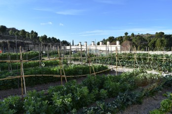 Petrer ampl&iacute;a a tres a&ntilde;os el plazo de cesi&oacute;n de los huertos populares de la Finca Ferrusa