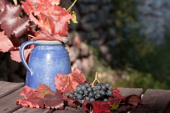 Pasos que se siguen para la elaboraci&oacute;n del vino
