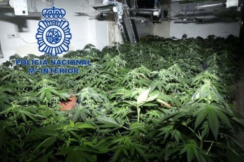 Detienen a dos menores y a un adulto acusados de cultivar cerca de 300 plantas de marihuana en Elda