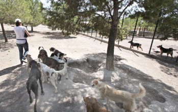Denuncian la gesti&oacute;n de la Mancomunidad por el mal estado del albergue de animales y la depuradora