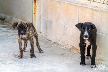 El albergue da cobijo a 195 animales que esperan su adopci&oacute;n