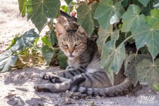 Elda esteriliza a cientos de gatos al a&ntilde;o