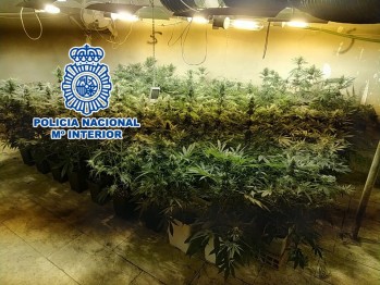 La Polic&iacute;a Nacional detiene a cuatro personas por cultivar 500 plantas de marihuana en Elda