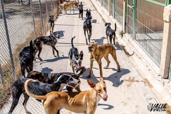 M&aacute;s de 150 animales pasan el verano en el albergue de Elda