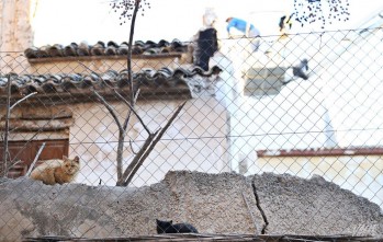 Los gatos no entienden de derribos