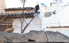 Los gatos no entienden de derribos