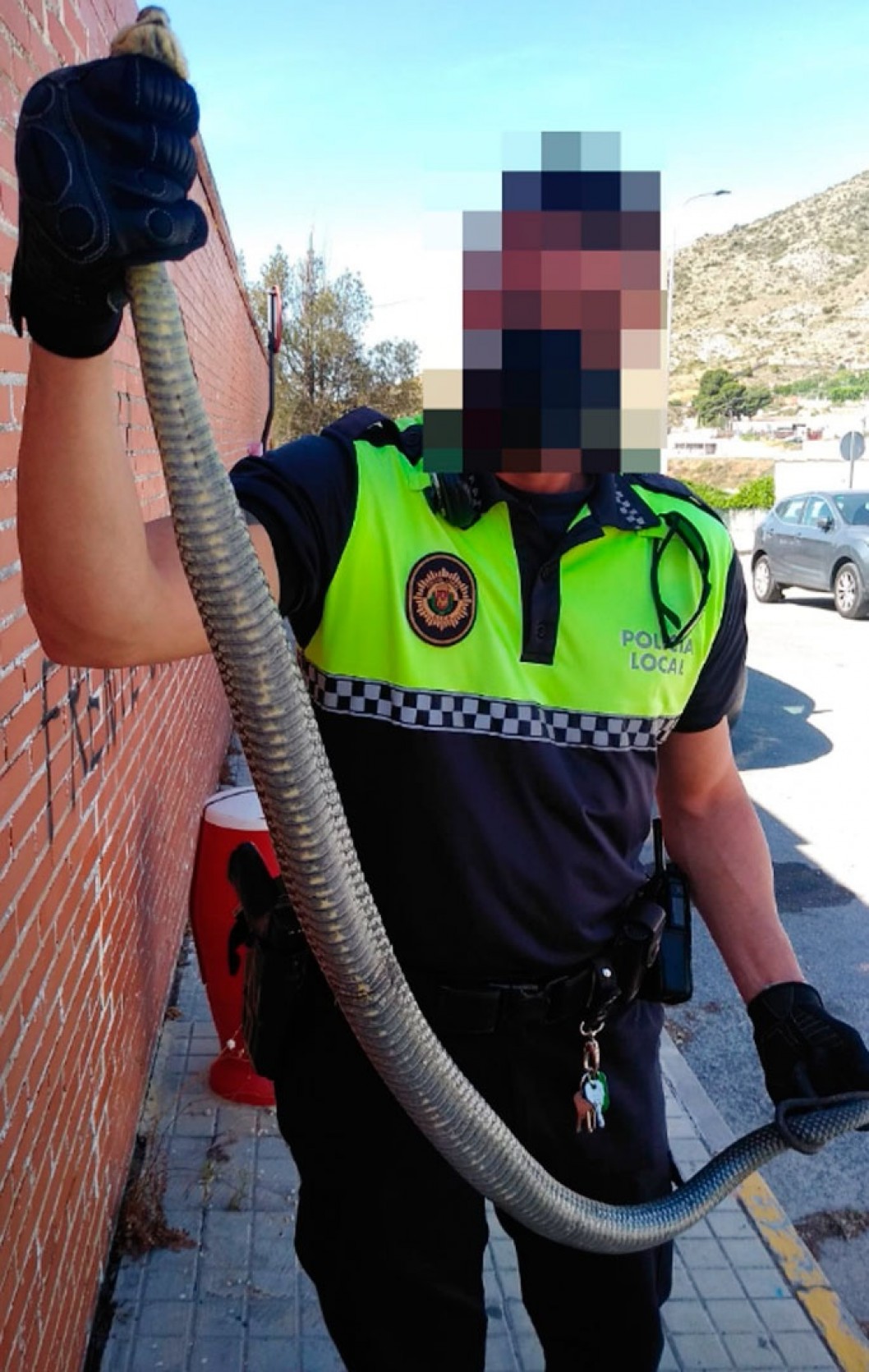 La Policía Local captura otra serpiente en el colegio Miguel Servet La Policía Local captura otra serpiente en el colegio Miguel Servet