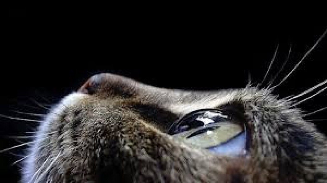 ¿Cómo ven perros y gatos? ¿Cómo ven perros y gatos?