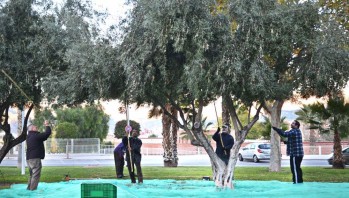 El Ayuntamiento de Petrer cede la oliva municipal a C&aacute;ritas