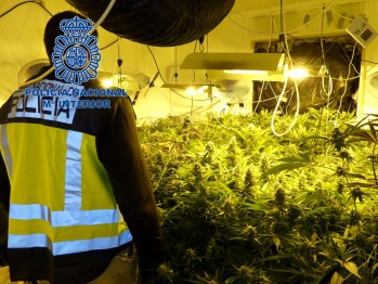 Detienen a dos personas por tr&aacute;fico de drogas y desmantelan una plantaci&oacute;n con 353 plantas de marihuana en Elda