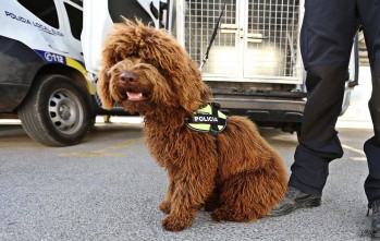 Suso deja de ser perro polic&iacute;a