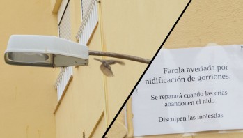Cuando los gorriones vuelen arreglar&aacute;n una farola de Petrer donde existe un nido