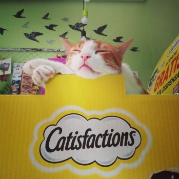 Cl&iacute;nica Veterinaria Nueva Col&oacute;n cuida la salud de tu gato