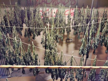 La Polic&iacute;a Local desmantela un secadero con 250 tallos de marihuana en Pablo Iglesias