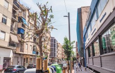 La empresa constructora repondrá los naranjos dañados en Alfonso XIII sin coste para el Ayuntamiento