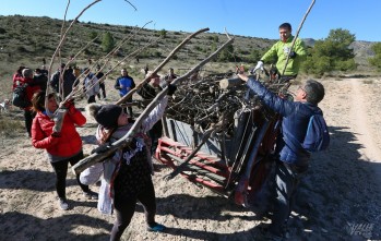 Los eldenses recogen le&ntilde;a por San Ant&oacute;n