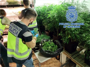 Detienen a seis personas y desmantelan cuatro plantaciones de marihuana en Elda y Petrer