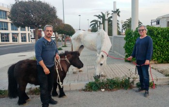 Rescatan una yegua, un poni y tres galgos encerrados en una casa cueva en Elda