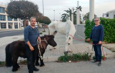 Rescatan una yegua, un poni y tres galgos encerrados en una casa cueva en Elda