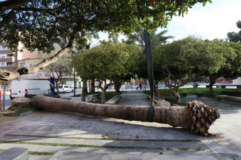 Talan tres palmeras en la Plaza Castelar por el picudo