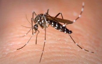 Recomendaciones para evitar la proliferaci&oacute;n del mosquito tigre en el periodo estival